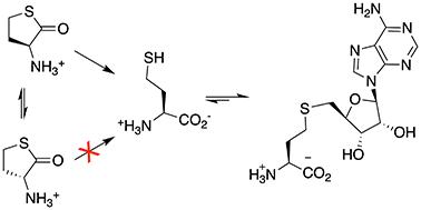 Graphical abstract: Enzymatic synthesis of S-adenosyl-l-homocysteine and its nucleoside analogs from racemic homocysteine thiolactone