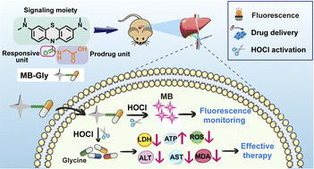 Graphical abstract: A multifunctional “three-in-one” fluorescent theranostic system for hepatic ischemia–reperfusion injury