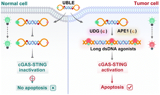 Graphical abstract: DNA lesion-gated dumbbell nanodevices enable on-demand activation of the cGAS-STING pathway for enhancing cancer immunotherapy