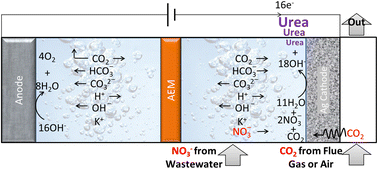 Graphical abstract: Screening transition metal electrodes for achieving near 100% selectivity to urea via electroreduction of NO3− and CO2 at 100 mA cm−2 current density
