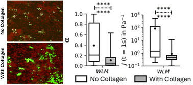 Graphical abstract: Mechanical properties of Staphylococcus aureus and Pseudomonas aeruginosa dual-species biofilms grown in chronic wound-based models