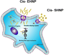 Graphical abstract: Elucidating shape-mediated drug carrier mechanics of hematite nanomaterials for breast cancer therapeutics