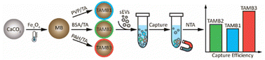 Graphical abstract: Studying the small extracellular vesicle capture efficiency of magnetic beads coated with tannic acid