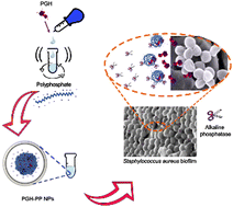 Graphical abstract: Enzyme-responsive nanoparticles: enhancing the ability of endolysins to eradicate Staphylococcus aureus biofilm