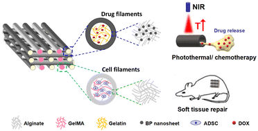 Graphical abstract: 3D-Printed hydrogel scaffolds with drug- and stem cell-laden core/shell filaments for cancer therapy and soft tissue repair