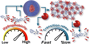 Graphical abstract: Hydrophobicity as a tool for programming sequential mesophase transitions of enzyme-responsive polymeric amphiphiles