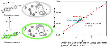Graphical abstract: A membrane-anchored fluorescent probe for the detection of pH in living cells and NAFLD