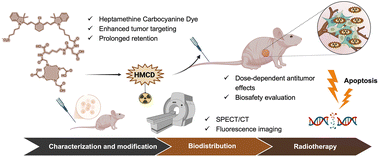 Graphical abstract: Advancing cancer therapy with a heptamethine carbocyanine dye-conjugated radionuclide drug