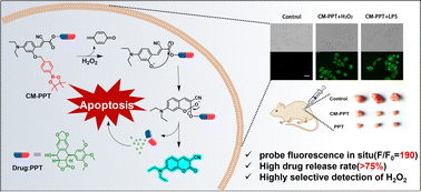 Graphical abstract: A smart cascade theranostic prodrug system activated by hydrogen peroxide for podophyllotoxin delivery