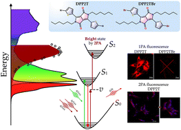 Graphical abstract: Advancements in organic fluorescent materials: unveiling the potential of peripheral group modification in dithienyl-diketopyrrolopyrrole derivatives for one- and two-photon bioimaging