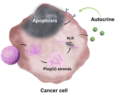 Graphical abstract: A virus-inspired RNA mimicry approach for effective cancer immunotherapy