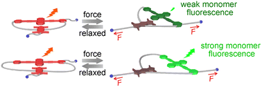 Graphical abstract: Ring-size dependent ratiometric photoluminescence of cyclophane mechanophores