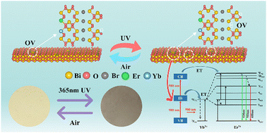 Graphical abstract: Construction of oxygen-rich vacancy Bi3O4Br:Yb3+,Er3+ nanosheets for enhanced photoreversible color switching and upconversion luminescence