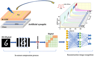 Graphical abstract: Artificial optoelectronic synapses based on organic–inorganic hybrid perovskite ferroelectrics for reservoir computing