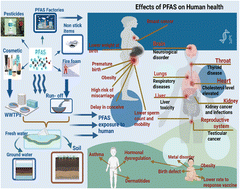 Graphical abstract: Potential human health effects of per- and polyfluoroalkyl substances (PFAS) prevalent in aquatic environment: a review