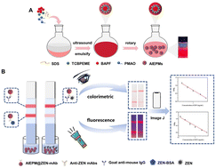 Graphical abstract: Dual-mode immunochromatographic test strips based on aggregation-induced luminescence nanoprobes for the detection of ZEN in corn