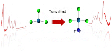 Graphical abstract: Exploring the trans effect of the NH3 ligand in platinum halide complexes Pt(NH3)ClX2− (X = Cl, Br, I) using cryogenic photoelectron spectroscopy and quantum chemical calculations