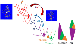 Graphical abstract: Spin–orbit coupling effects hidden behind the photophysics of phosphorescent chiral cyclometalated Pt(ii) complexes