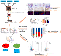 Graphical abstract: The differential alleviation of DSS-induced colitis in mice by black tea extracts of different origins via enhancing the gut barrier and gut microbiota modulation
