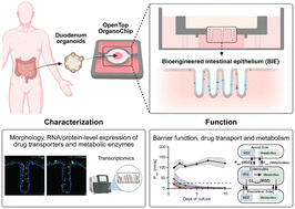 Graphical abstract: Application of a bioengineered intestinal epithelium for drug permeability and metabolism studies