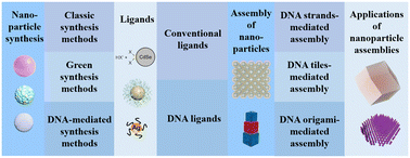 Graphical abstract: From nanoparticle synthesis to assembly: DNA as a key structural material