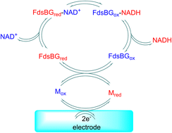 Graphical abstract: Reversible enzyme-catalysed NAD+/NADH electrochemistry