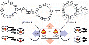 Graphical abstract: Light and protonation-controlled complex formation between sulfate ions and a stiff-stilbene based bis(cyclopeptide)