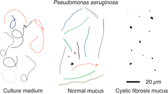 Graphical abstract: Elasticity promotes directional transport of Pseudomonas aeruginosa in native human airway mucus and complex fluids