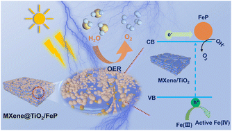 Graphical abstract: High-efficiency photoelectrocatalytic oxygen evolution reaction enabled by MXene-derived TiO2 coupled with FeP nanoparticles