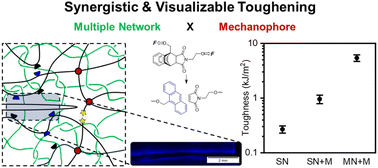 Graphical abstract: Synergistic and visualized toughening of elastomers through mechanophore crosslinks and multiple networks