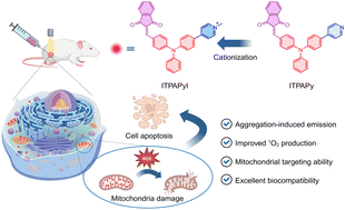 Graphical abstract: A cationization strategy to simultaneously enhance reactive oxygen species generation and mitochondria targeting ability for enhanced photodynamic therapy