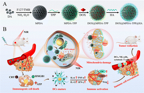 Graphical abstract: CD44 and mitochondria dual-targeted polydopamine nanoplatform for combined chemotherapy, photothermal ablation, and immunogenic cell death induction in liver cancer