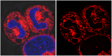 Graphical abstract: Lipid mapping of cell mitosis by non-covalent migratory fluorescence labelling