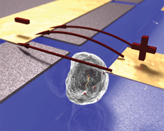 Graphical abstract: Gene transfer and protein dynamics in stem cells using single cell electroporation in a microfluidic device
