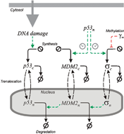 Graphical abstract: Dynamical effects of epigenetic silencing of 14-3-3σ expression