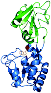 Graphical abstract: Amino acid transport in thermophiles: characterization of an arginine-binding protein in Thermotoga maritima