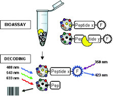 Graphical abstract: ‘On-the-fly’ optical encoding of combinatorial peptide libraries for profiling of protease specificity