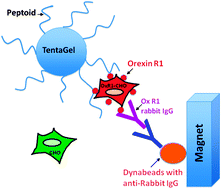 Graphical abstract: Rapid identification of orexin receptor binding ligands using cell-based screening accelerated with magnetic beads