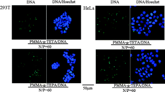 Graphical abstract: Poly(methyl methacrylate)-graft-oligoamines as low cytotoxic and efficient nonviral gene vectors