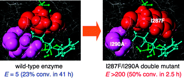 Graphical abstract: Rational creation of mutant enzyme showing remarkable enhancement of catalytic activity and enantioselectivity toward poor substrates