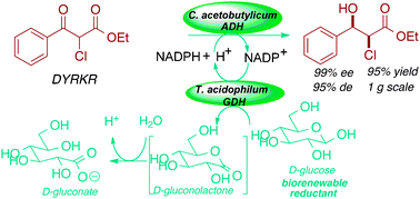 Graphical abstract: A new dehydrogenase from Clostridium acetobutylicum for asymmetric synthesis: dynamic reductive kinetic resolution entry into the Taxotère side chain