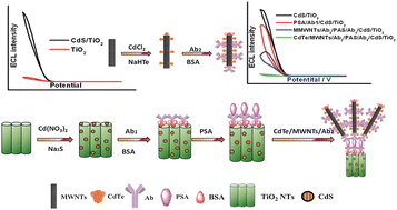Graphical abstract: Amplified quenching of electrochemiluminescence from CdS sensitized TiO2 nanotubes by CdTe–carbon nanotube composite for detection of prostate protein antigen in serum