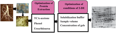 Graphical abstract: Optimization of two-dimensional gel electrophoresis for proteome analysis of suspension-cultured ginseng cells