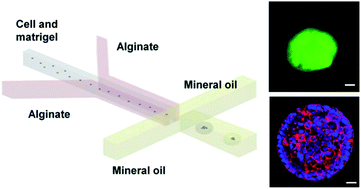 Graphical abstract: Mixed hydrogel bead-based tumor spheroid formation and anticancer drug testing