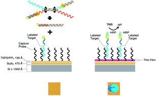 Graphical abstract: Rapid amplification/detection of nucleic acid targets utilizing a HDA/thin film biosensor