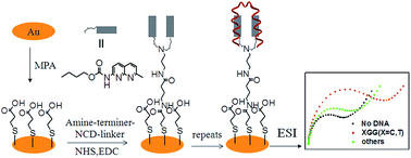 Graphical abstract: An electrochemical impedance sensor based on a small molecule modified Au electrode for the recognition of a trinucleotide repeat