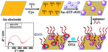 Graphical abstract: Highly sensitive impedimetric aptasensor based on covalent binding of gold nanoparticles on reduced graphene oxide with good dispersity and high density
