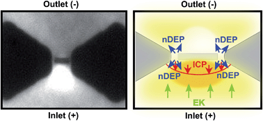 Graphical abstract: Insulator-based dielectrophoresis with β-galactosidase in nanostructured devices