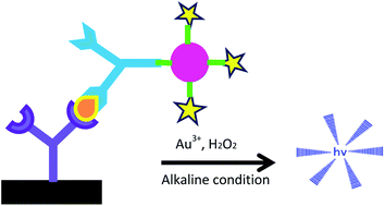 Graphical abstract: A gold nanoparticle-based immunosensor for the chemiluminescence detection of the hepatitis B surface antigen