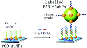 Graphical abstract: Electrochemical measurement of Clostridium tetani using a reduced graphene oxide modified electrode and polyaniline–gold nanoparticle-labelled probe